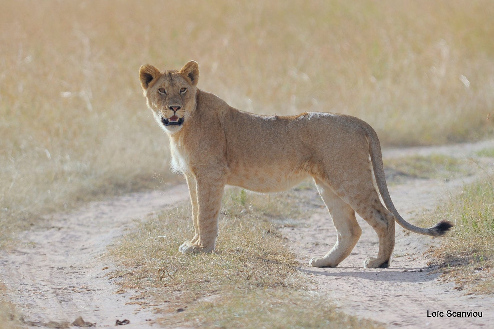 Lion (102)