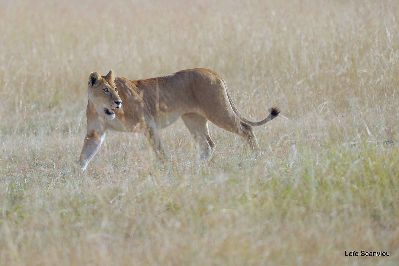 Lion (103)