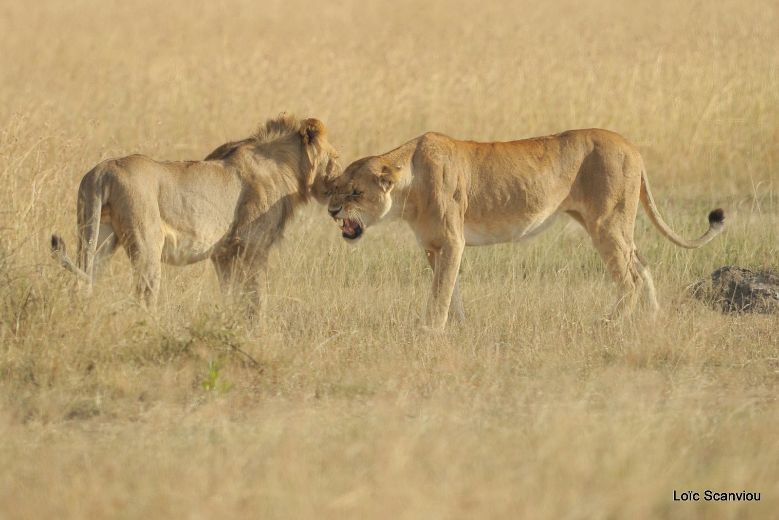 Lion (104)