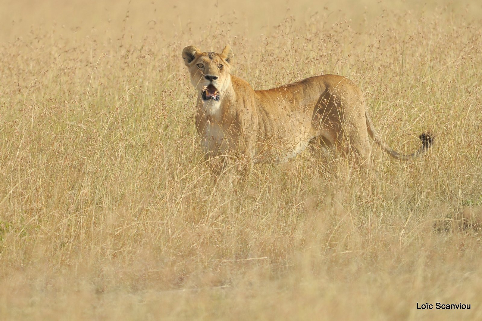 Lion (105)