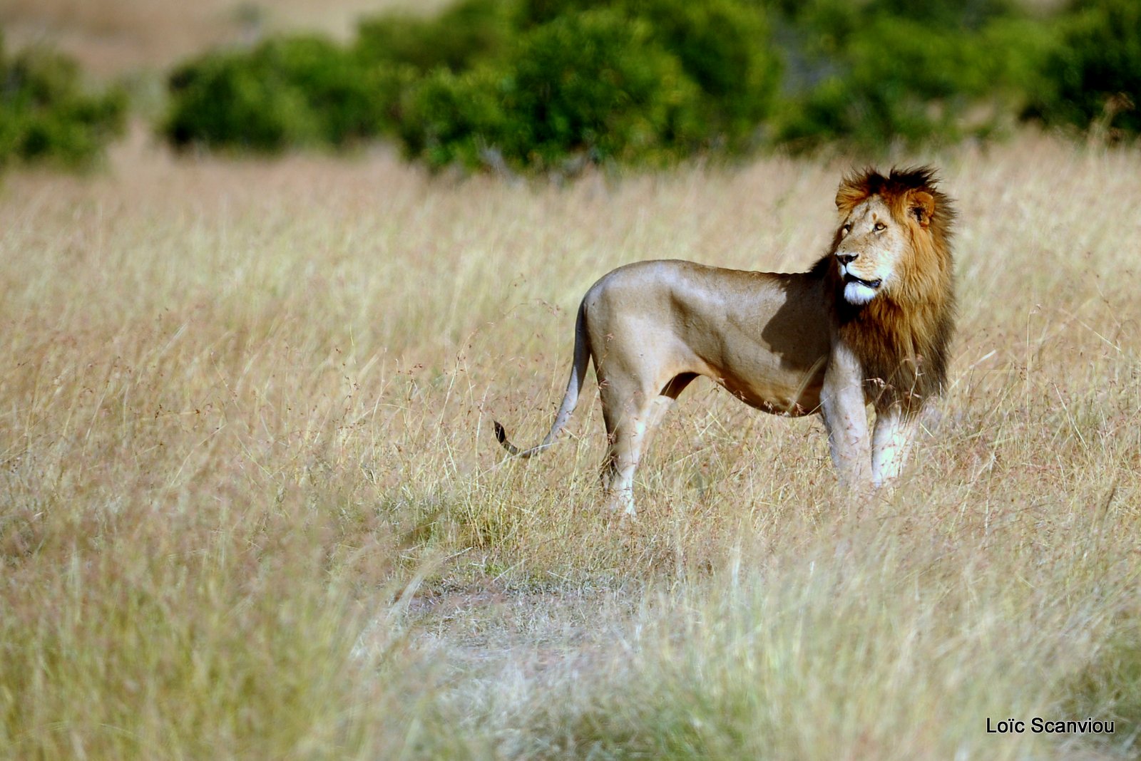 Lion (106)