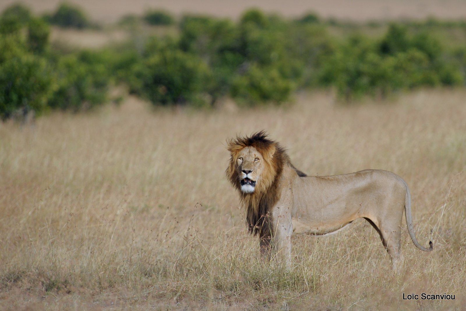 Lion (107)