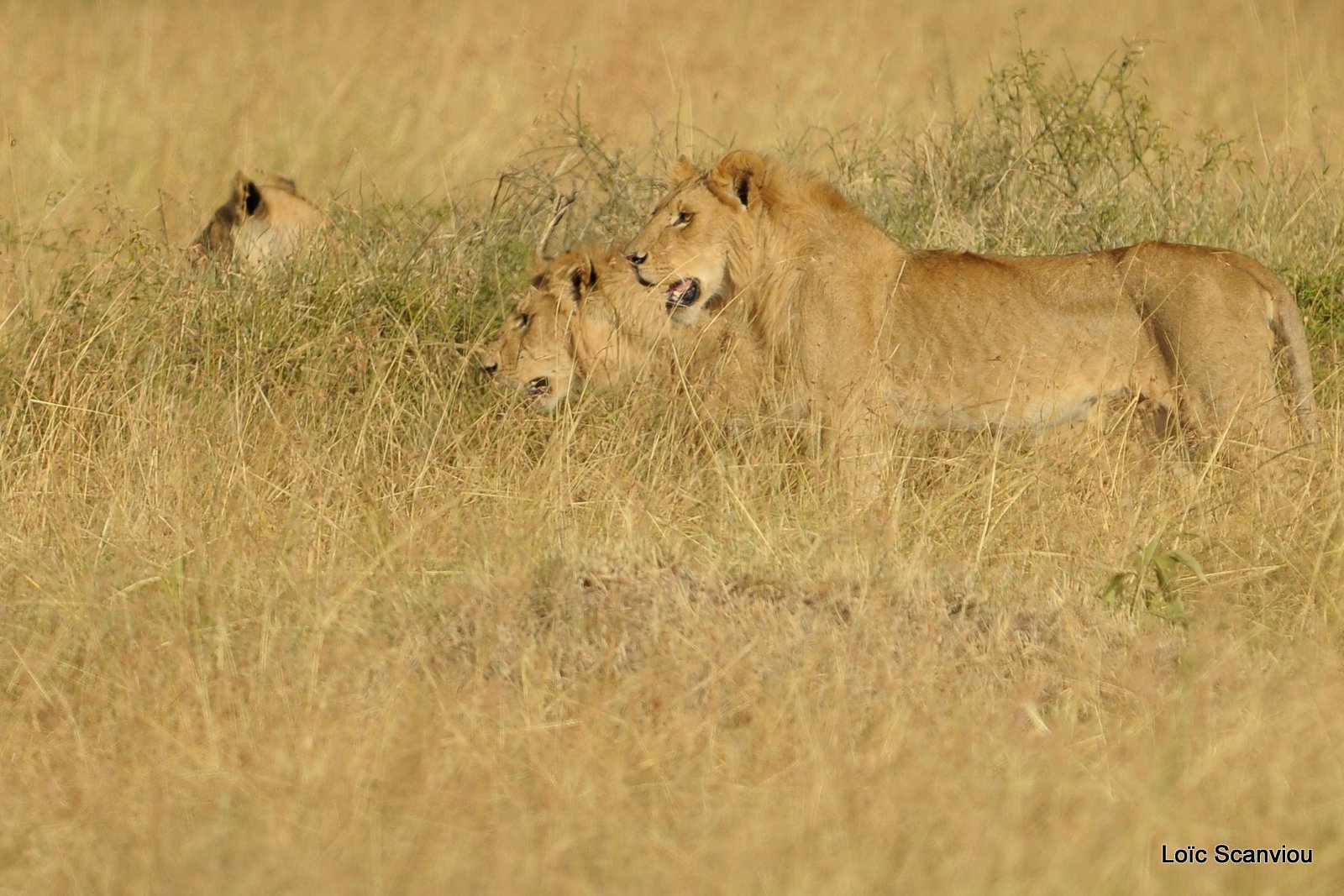 Lion (108)
