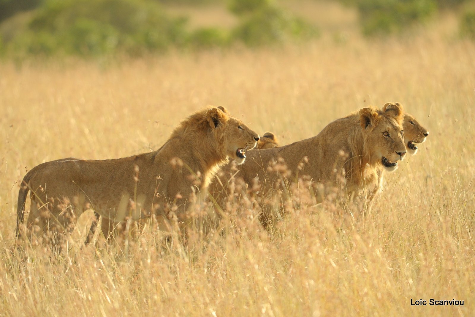 Lion (109)