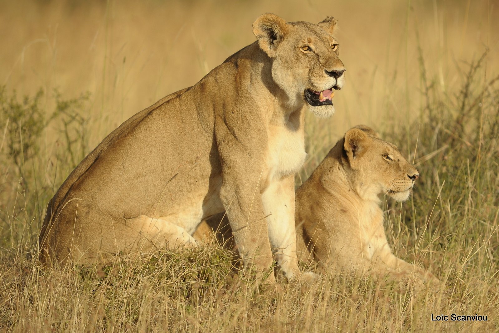 Lion (110)