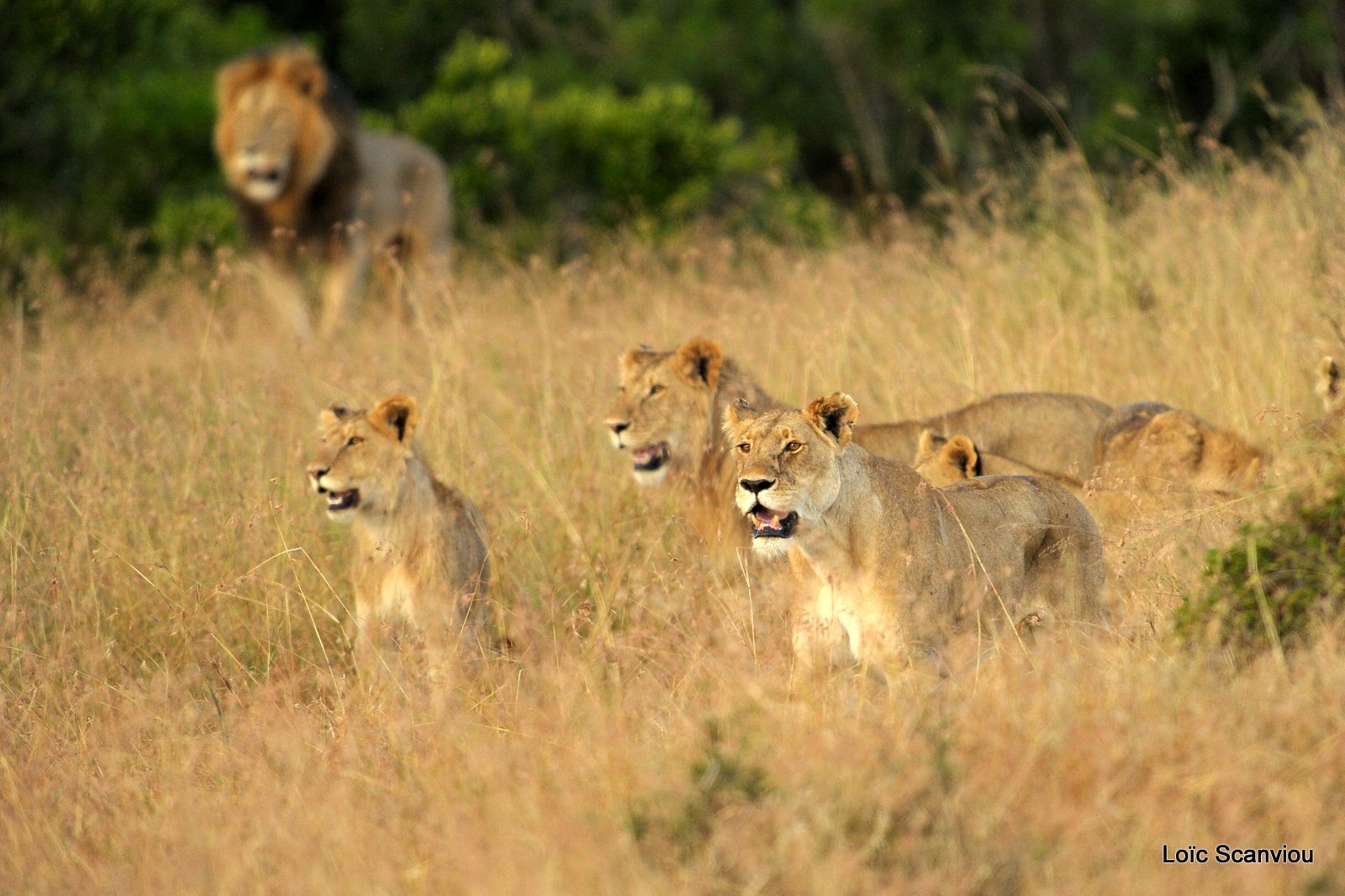 Lion (111)