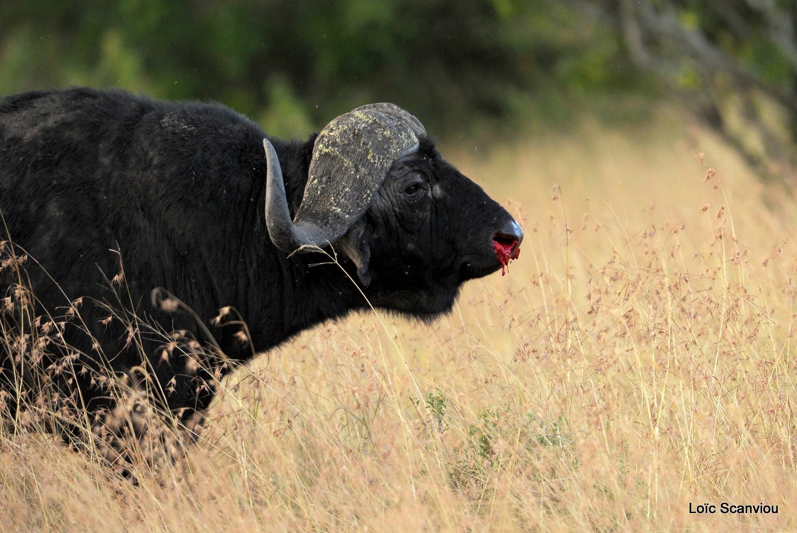 Buffle du Cap/Cape Buffalo (8)