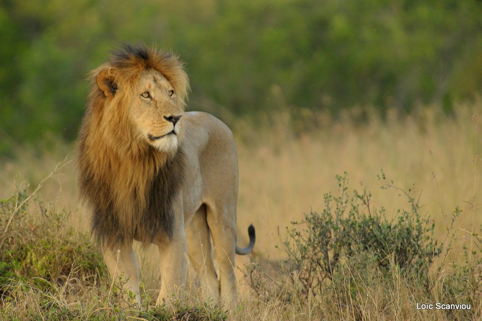 Lion (112)