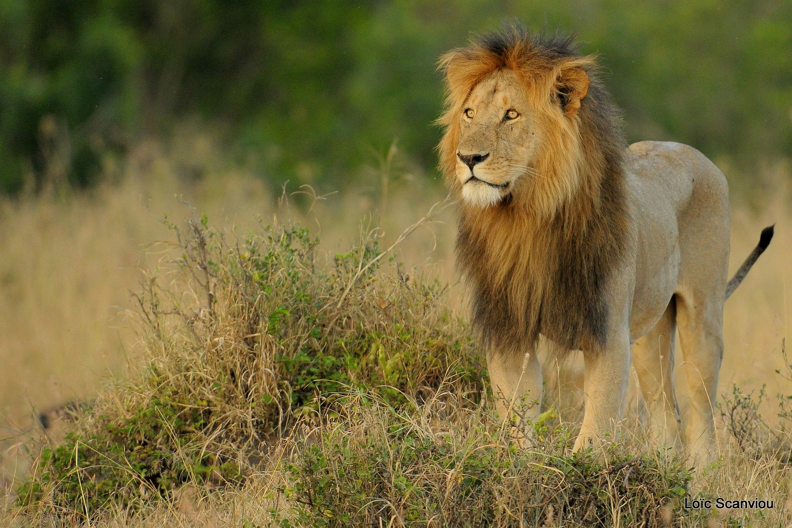 Lion (113)