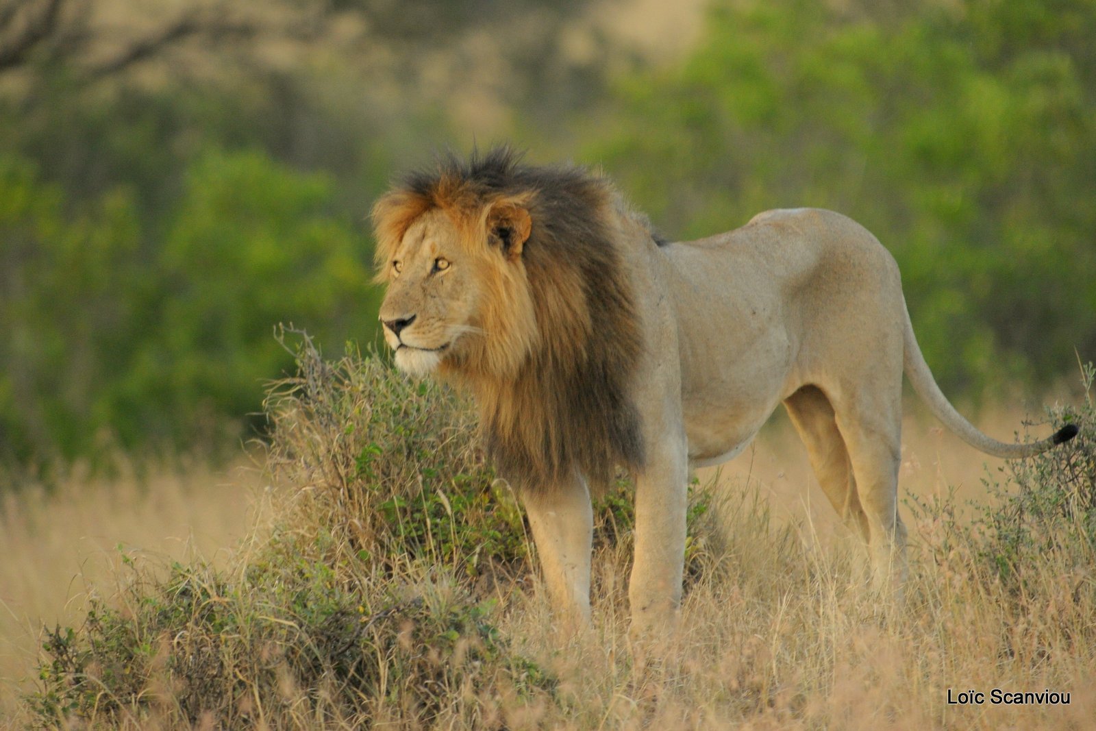 Lion (114)