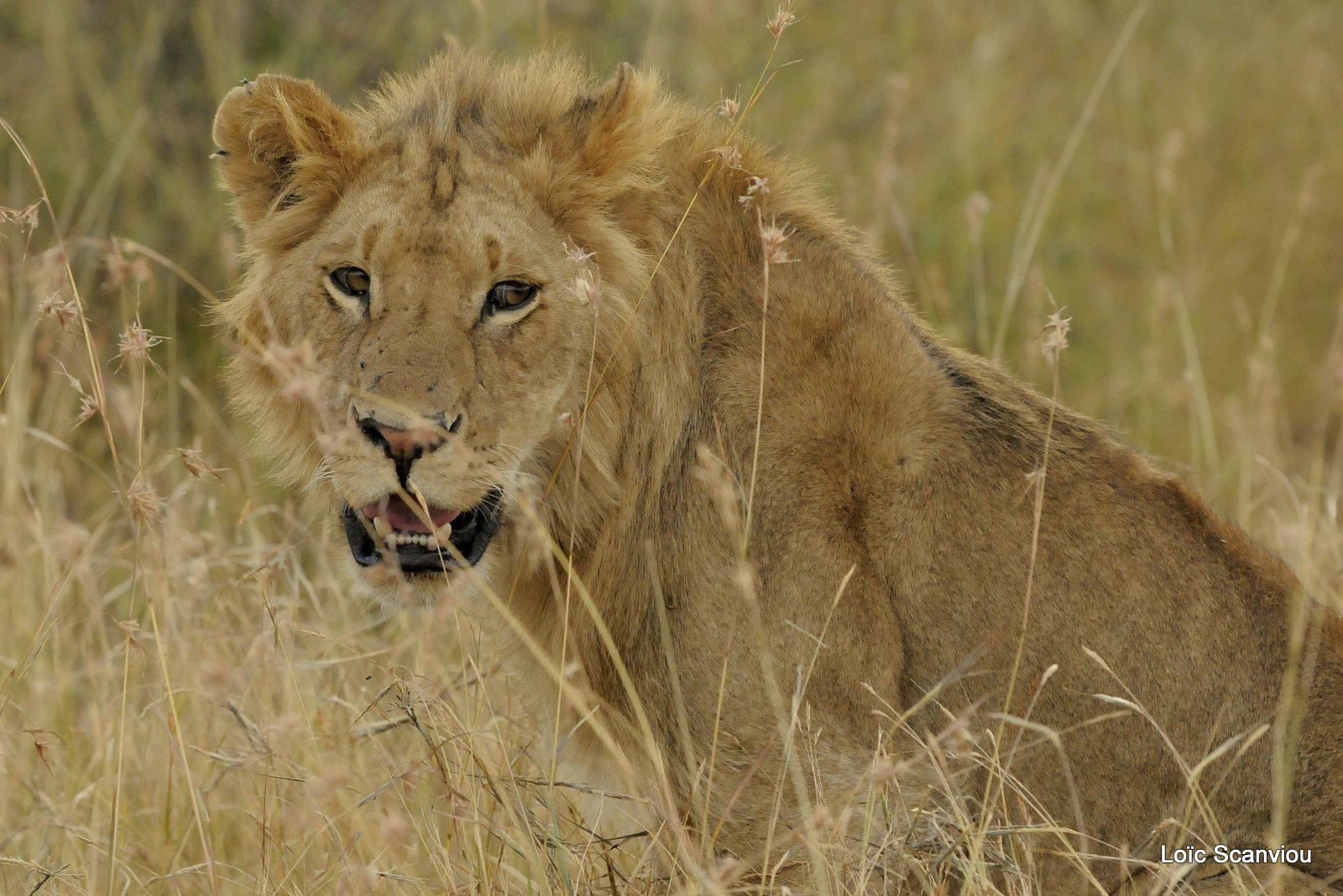 Lion (115)