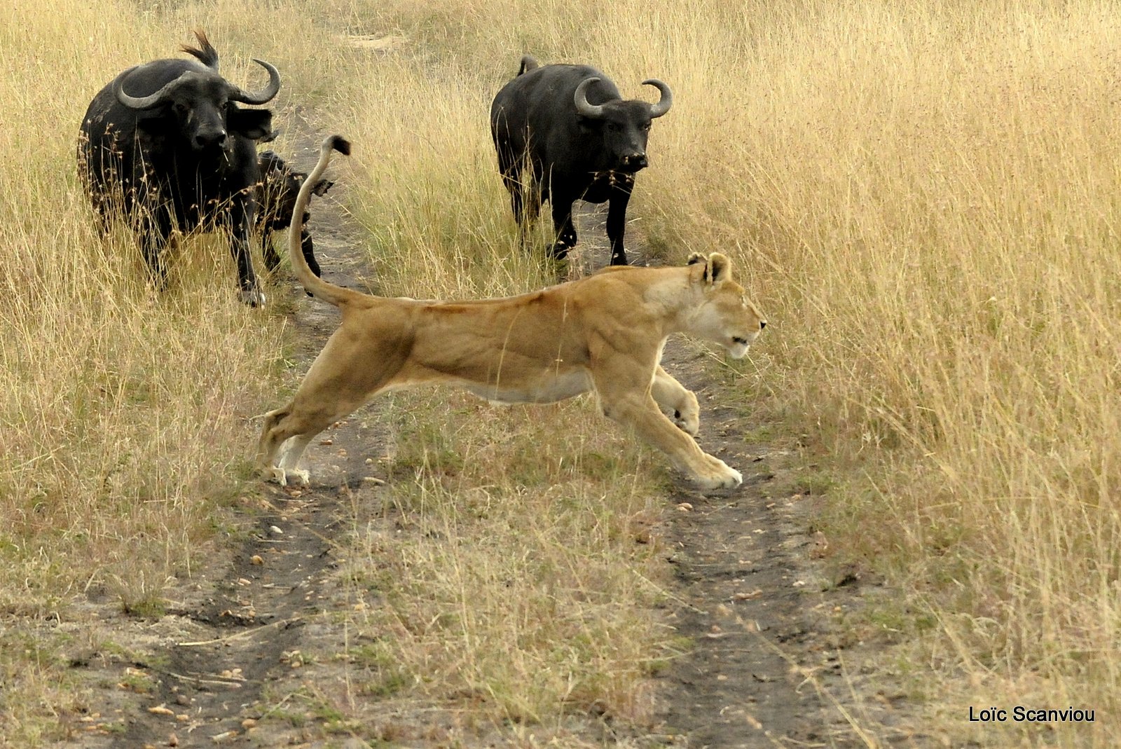 Lion (116)
