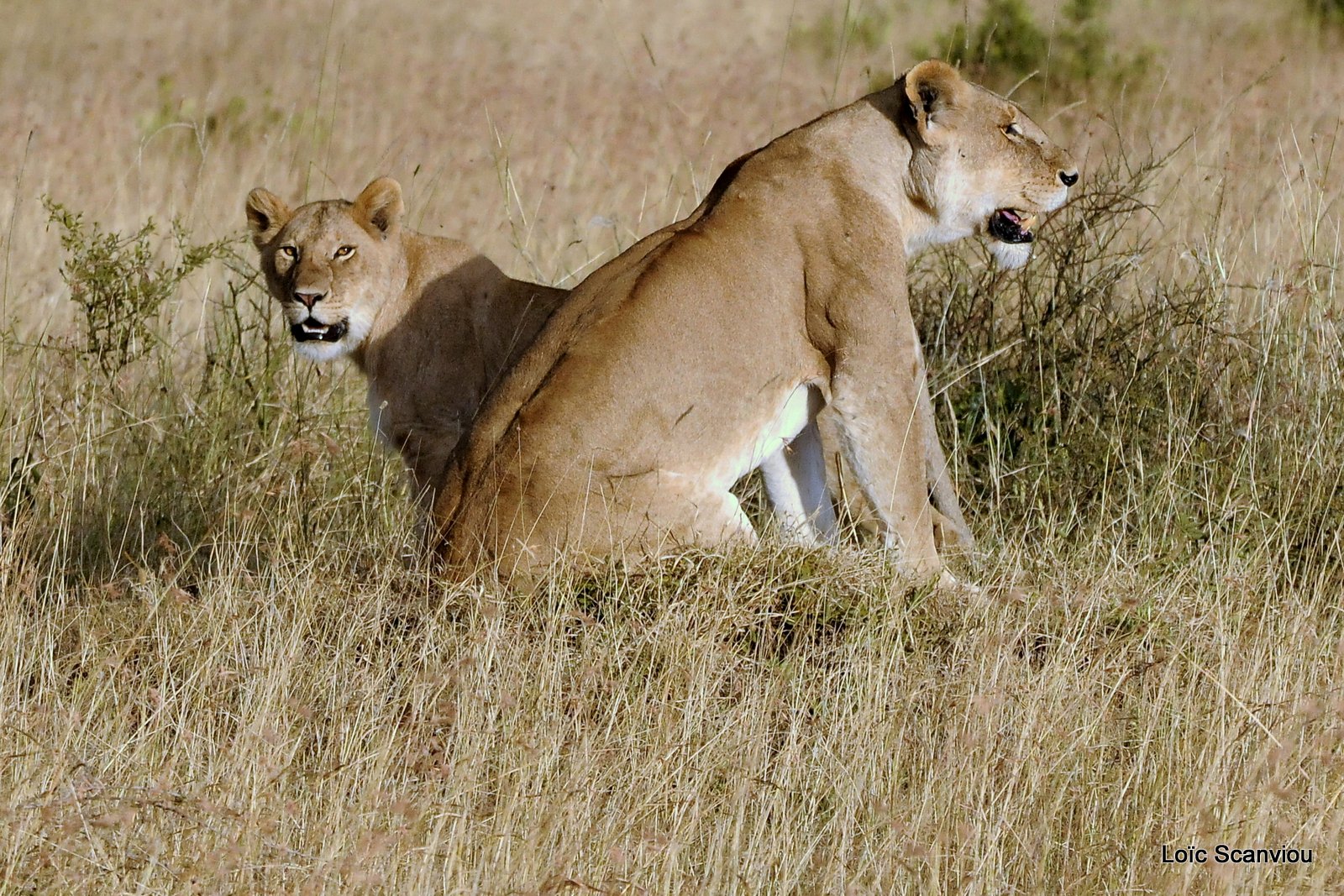 Lion (118)