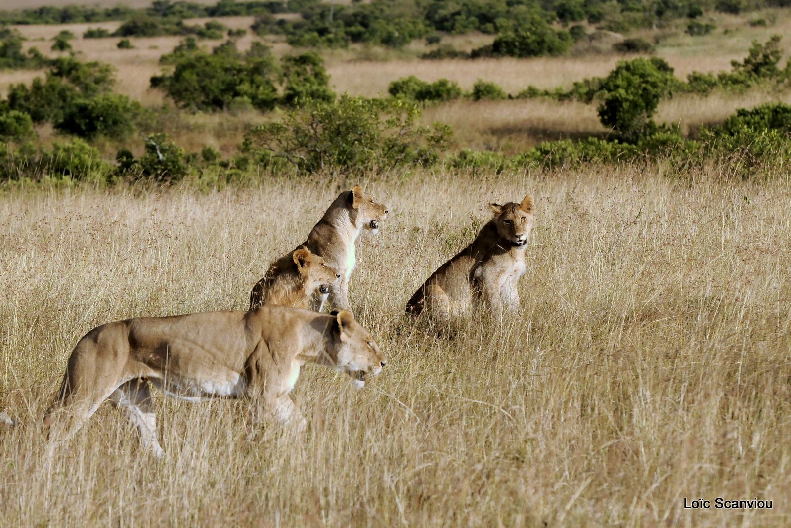 Lion (120)