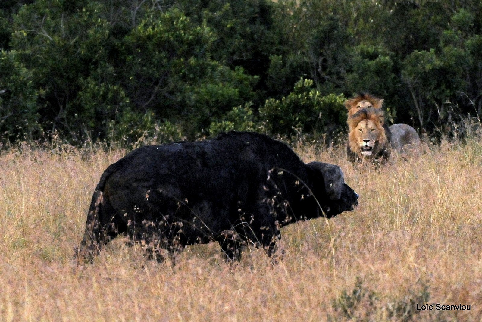 Lion (121)