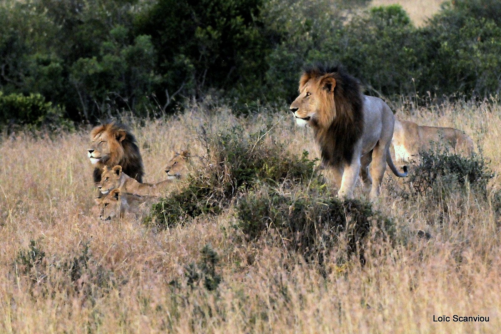 Lion (123)