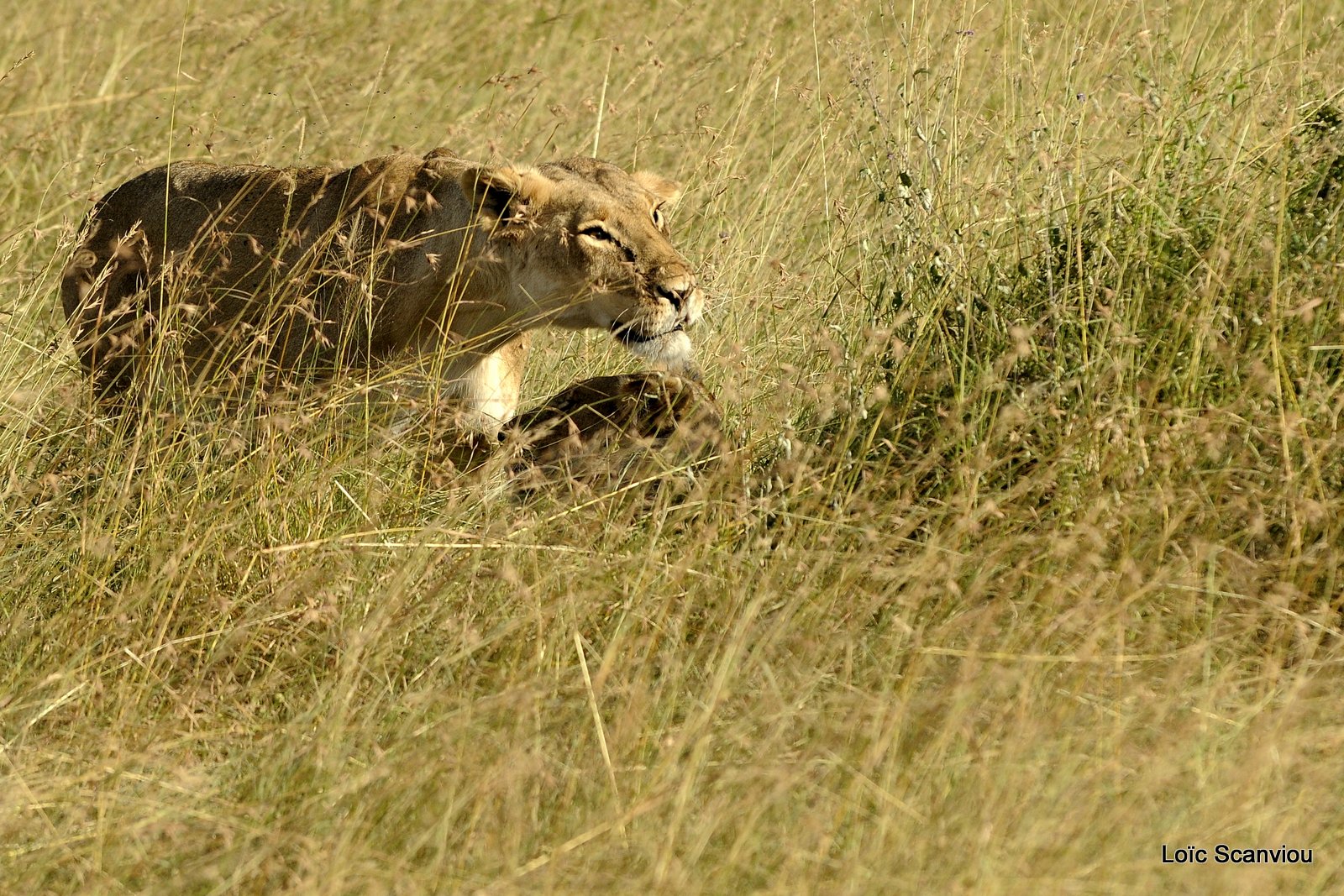 Lion (124)