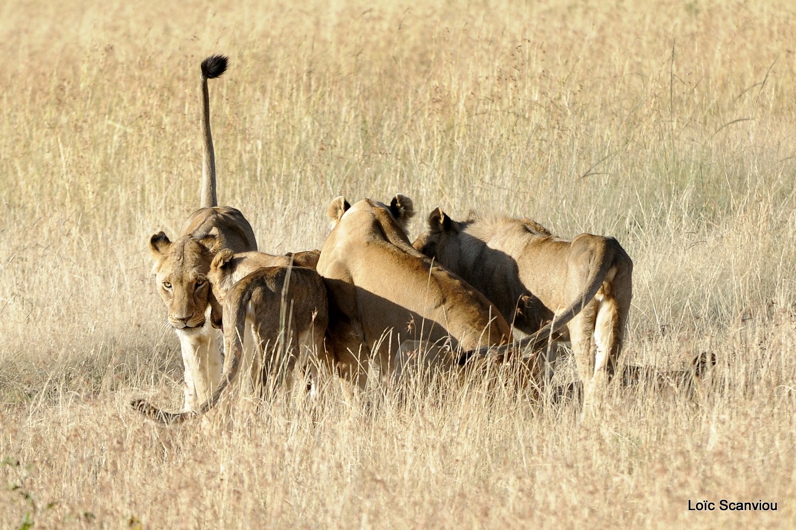 Lion (125)