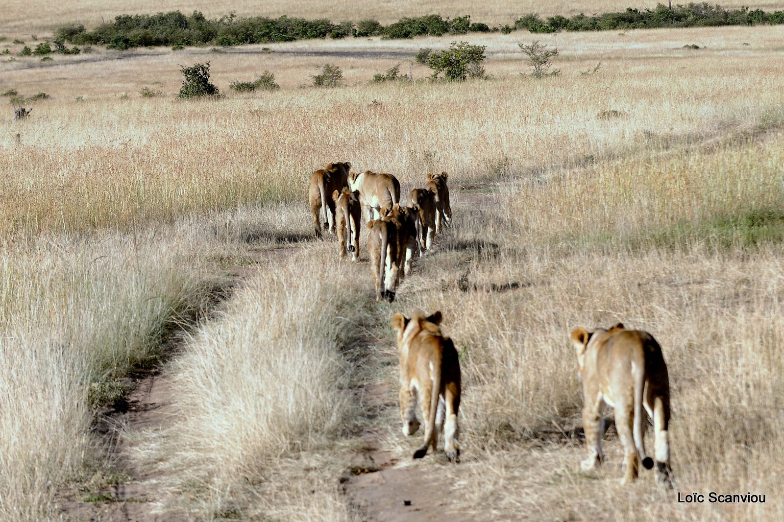 Lion (126)