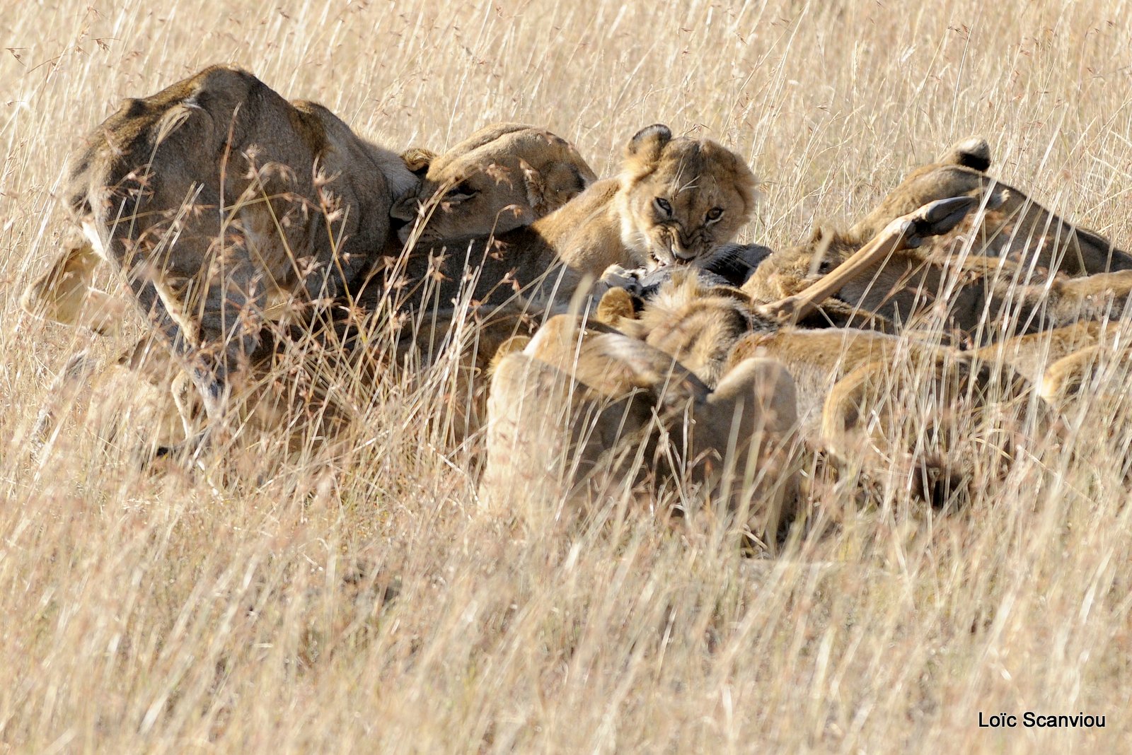 Lion (128)