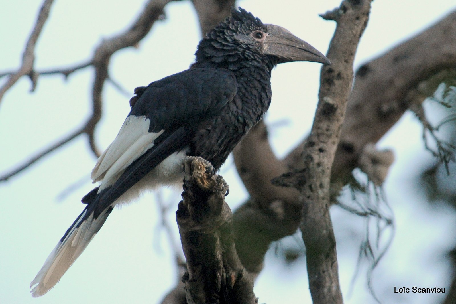 Calao trompette/Trumpeter Hornbill (1)