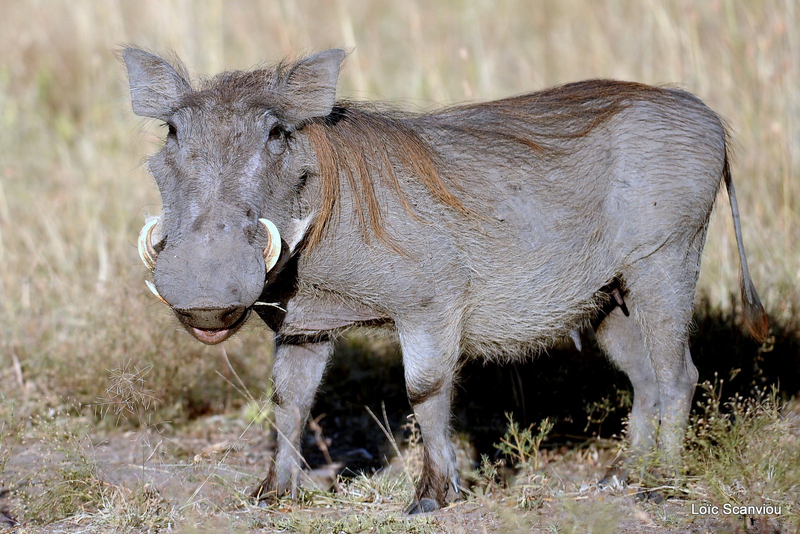 Phacochère/Warthog (6)