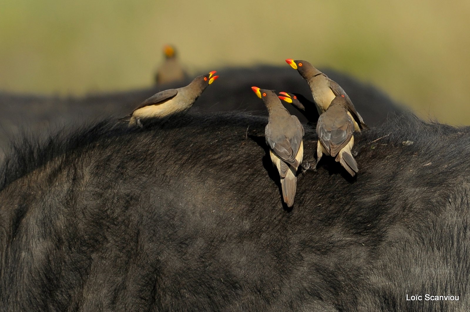 Piqueboeuf à bec jaune/yellow-billed Oxpecker (5)