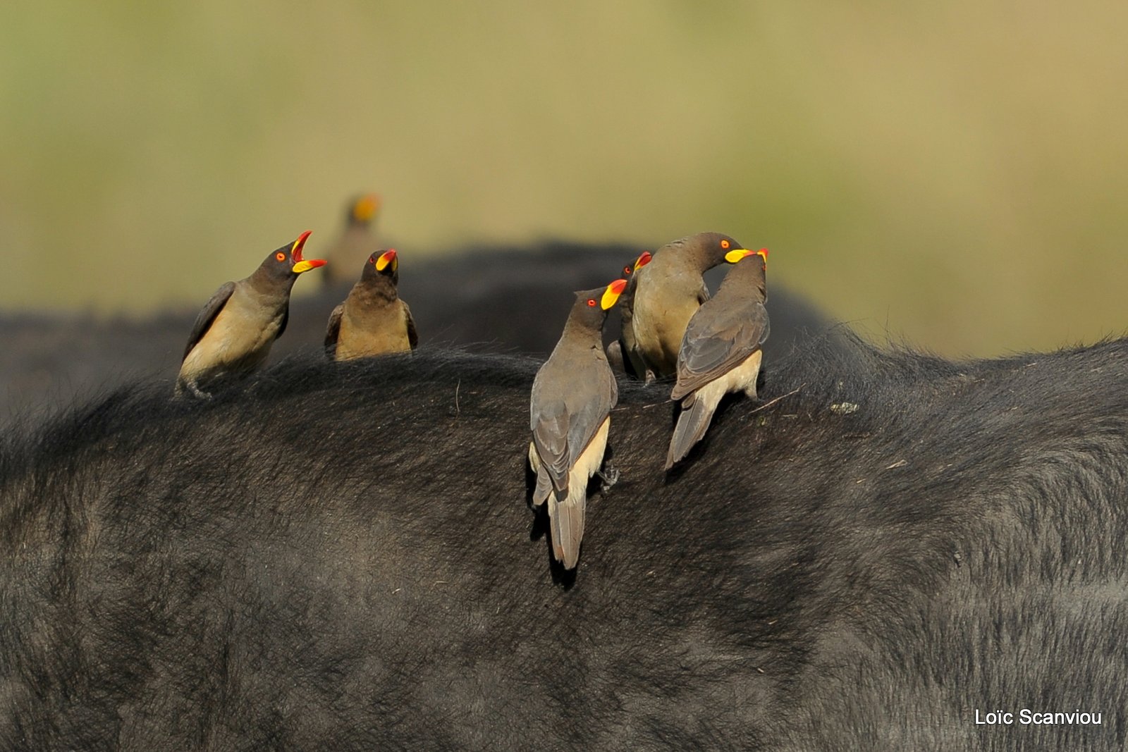 Piqueboeuf à bec jaune/yellow-billed Oxpecker (6)