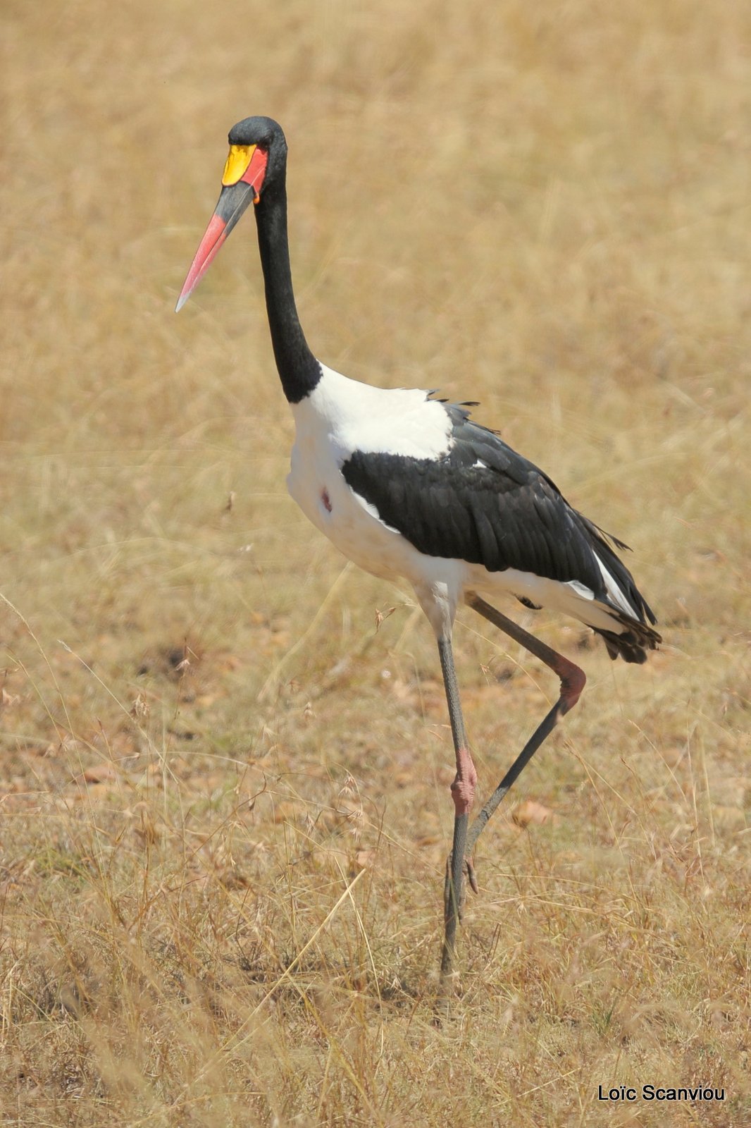 Jabiru d'Afrique/Saddle-billed Stork (1)