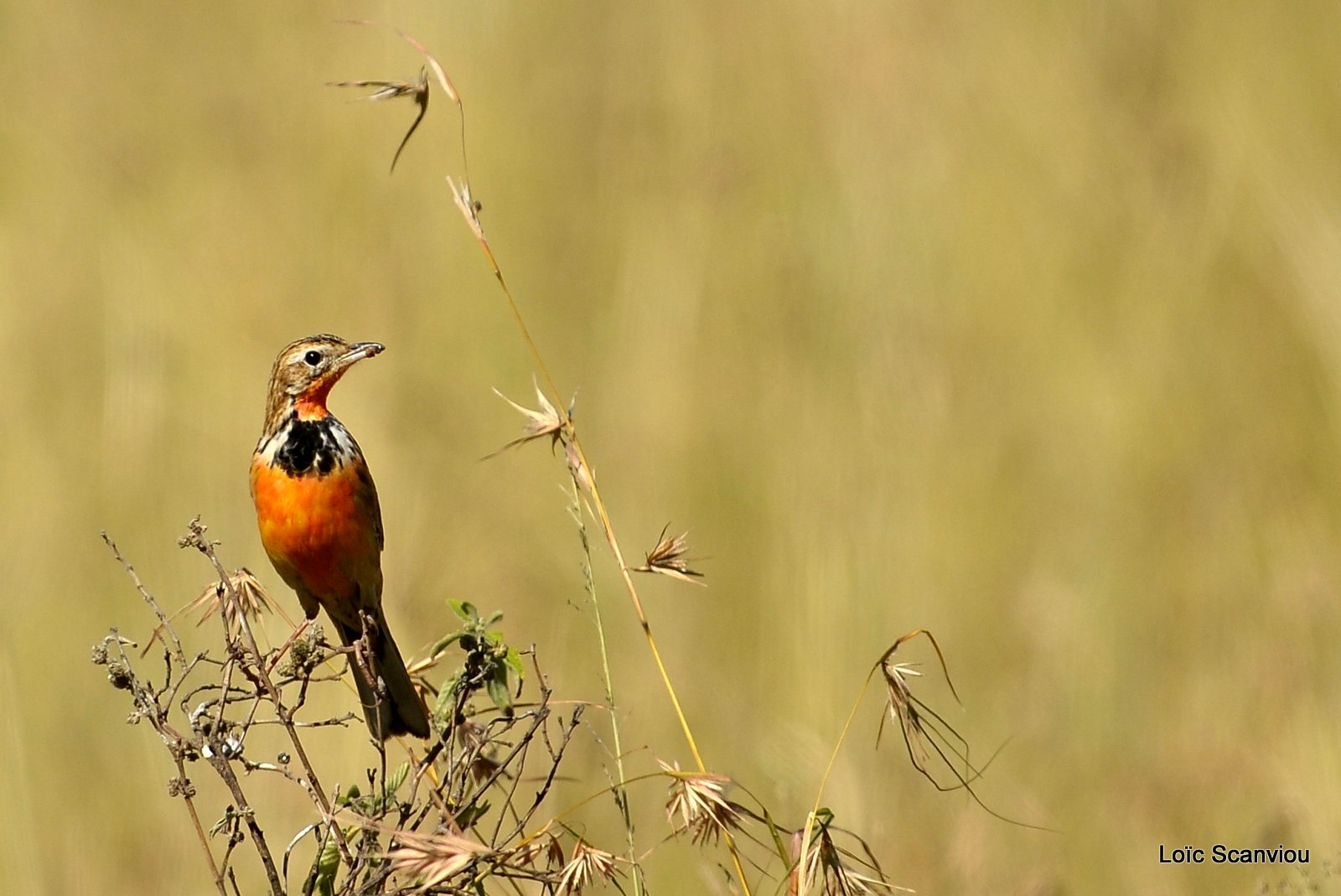 Sentinelle/Rosy-breasted Longclaw (1)