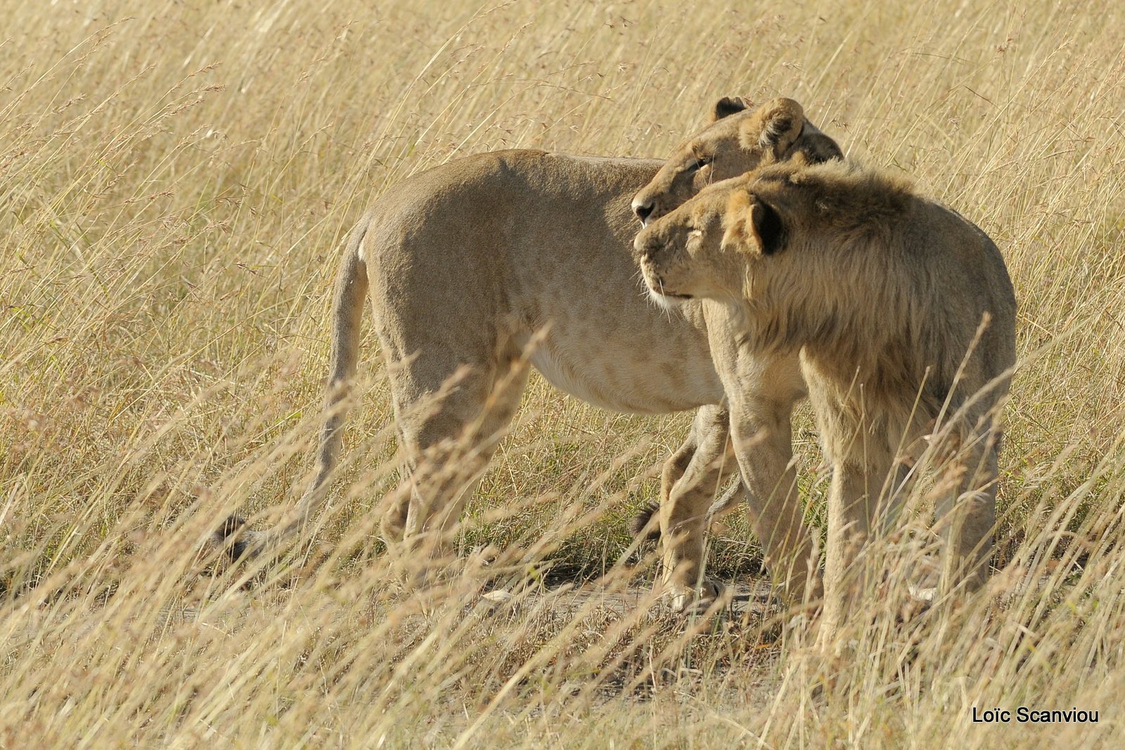 Lion (129)