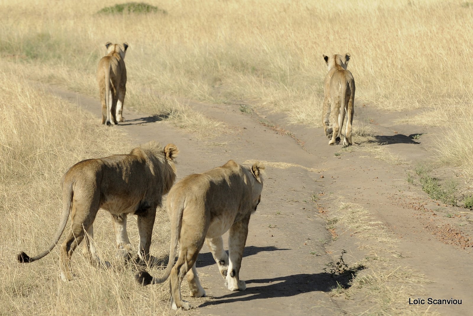 Lion (130)