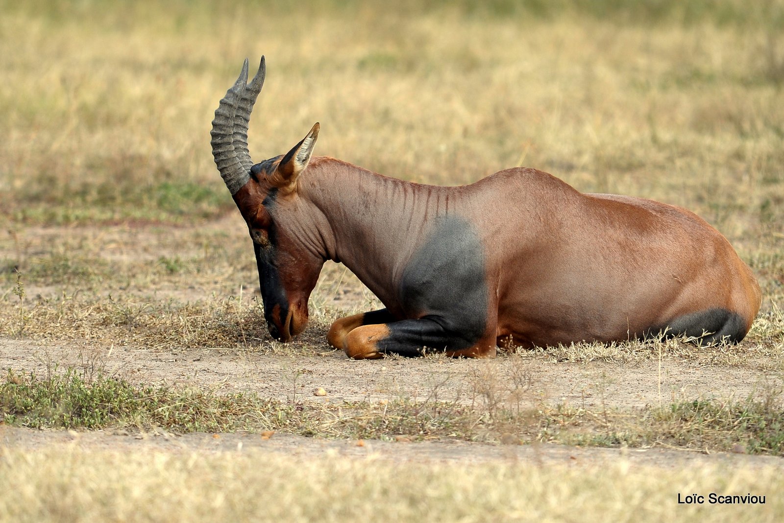 Damalisque/Topi (6)