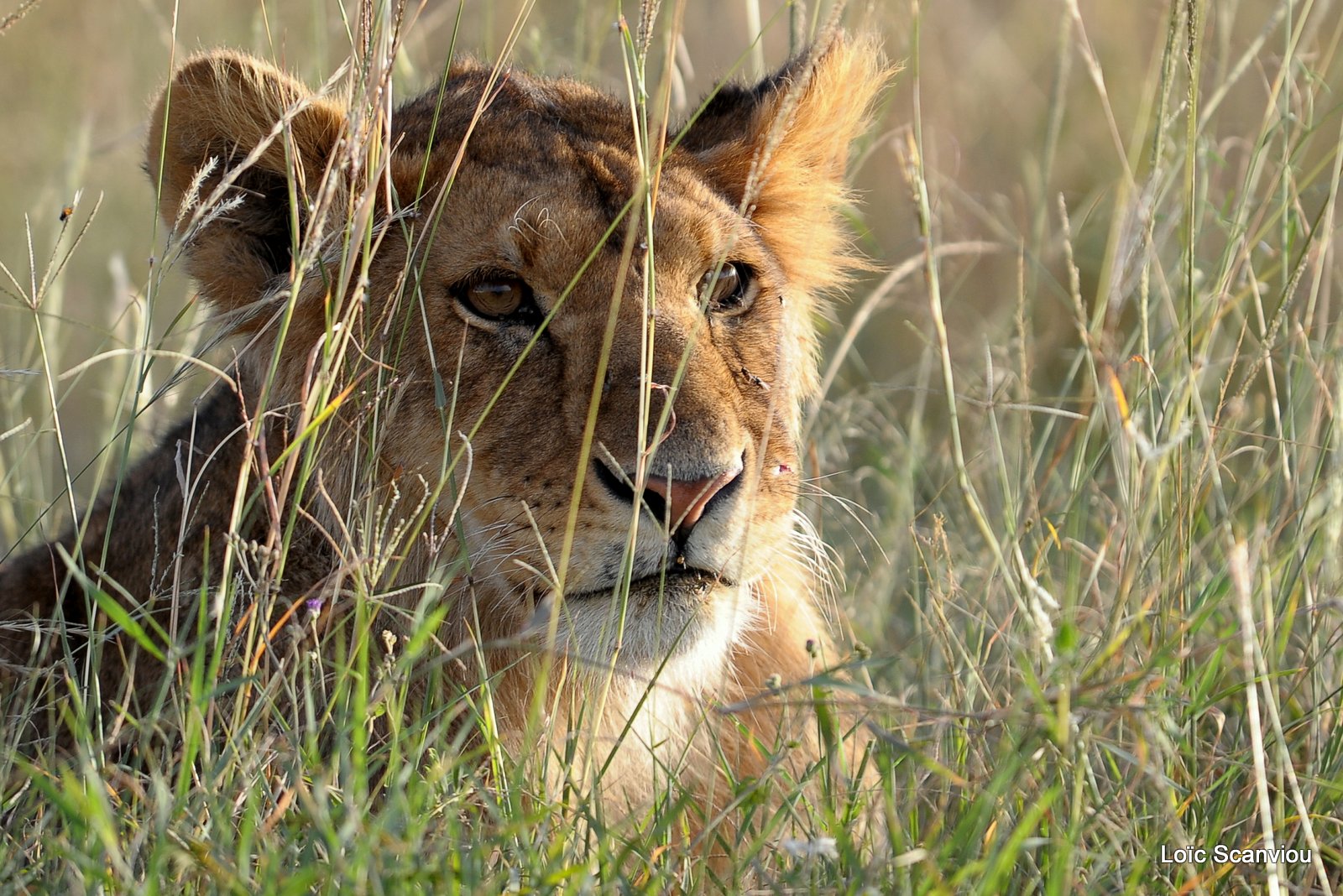 Lion (35)