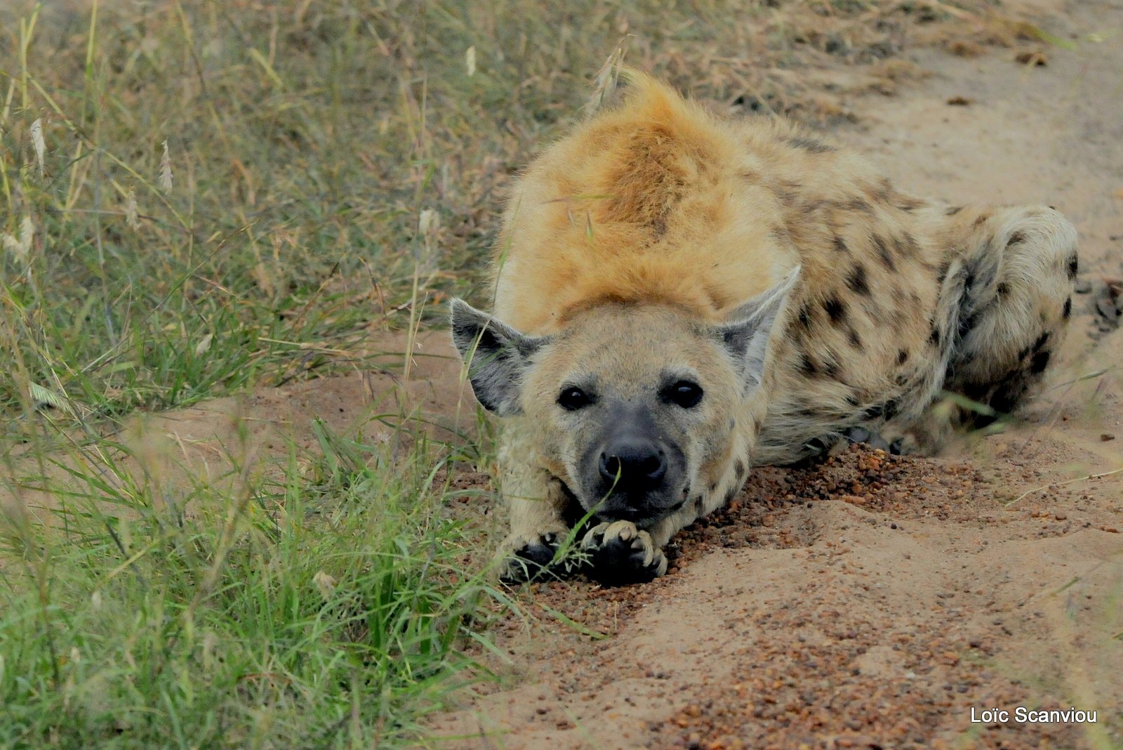 Hyène tachetée/Spotted Hyena (2)