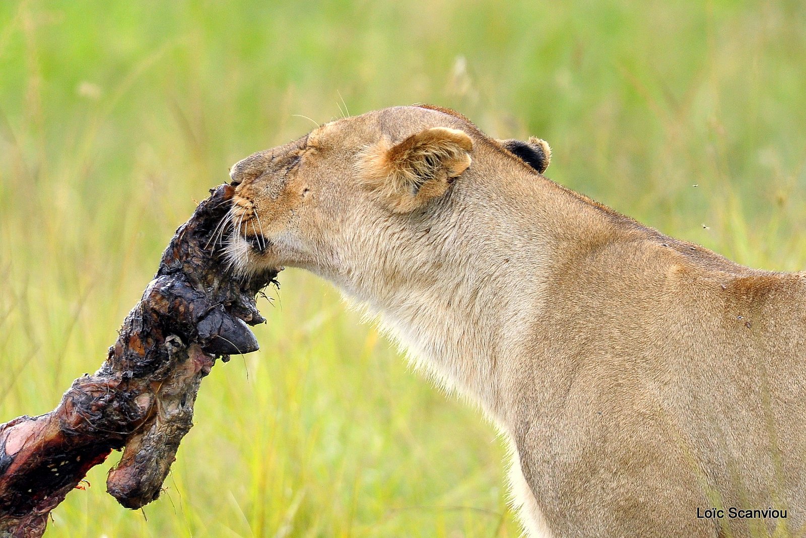Repas de lion/Lion eating (26)