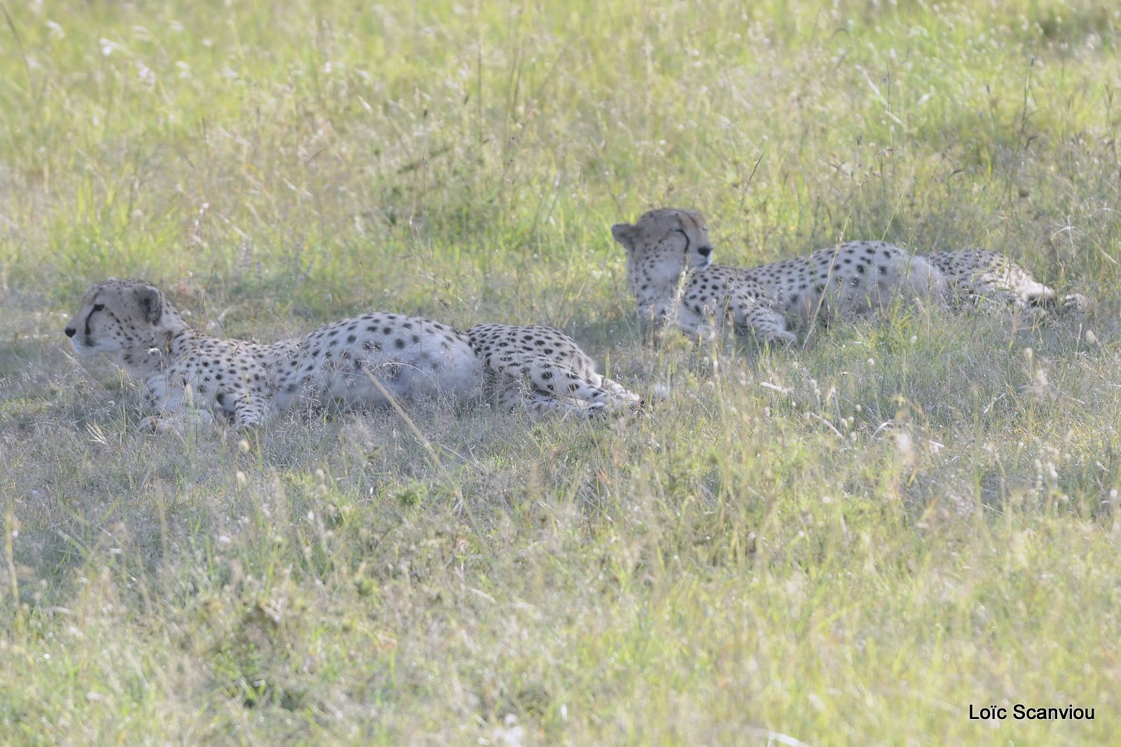 Guépard/Cheetah (1)