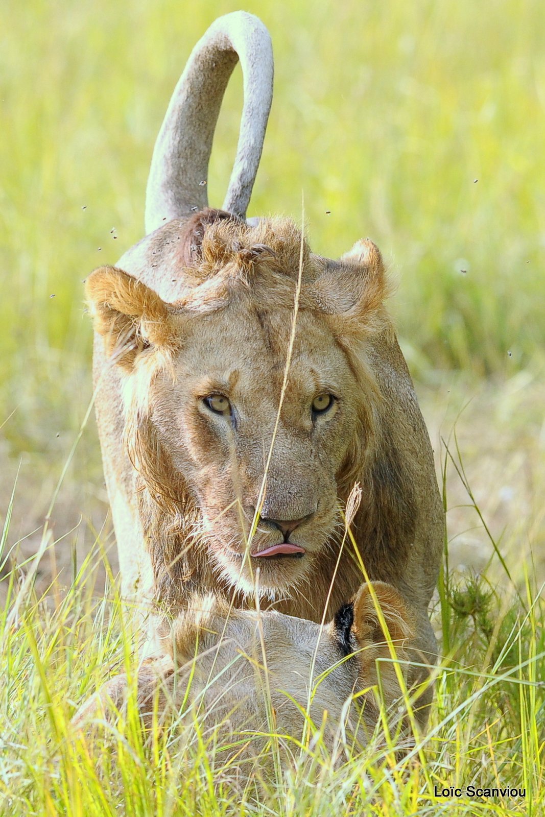 Lion (21)