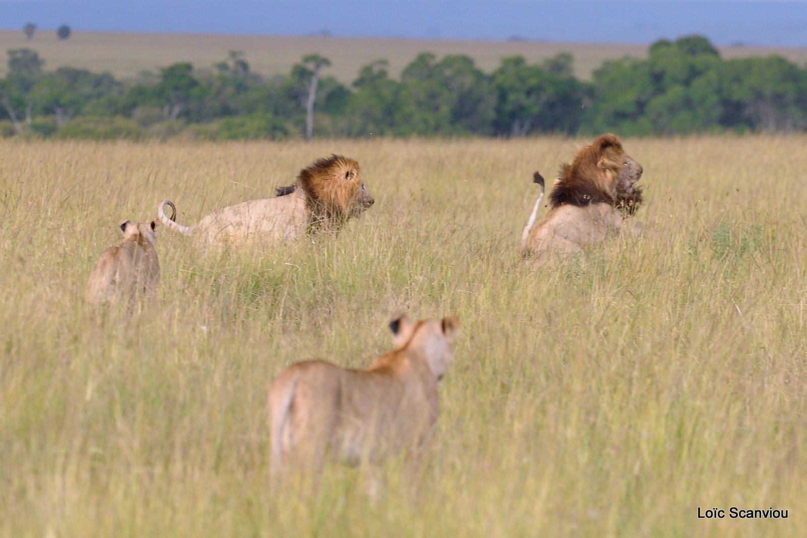 Lion (22)