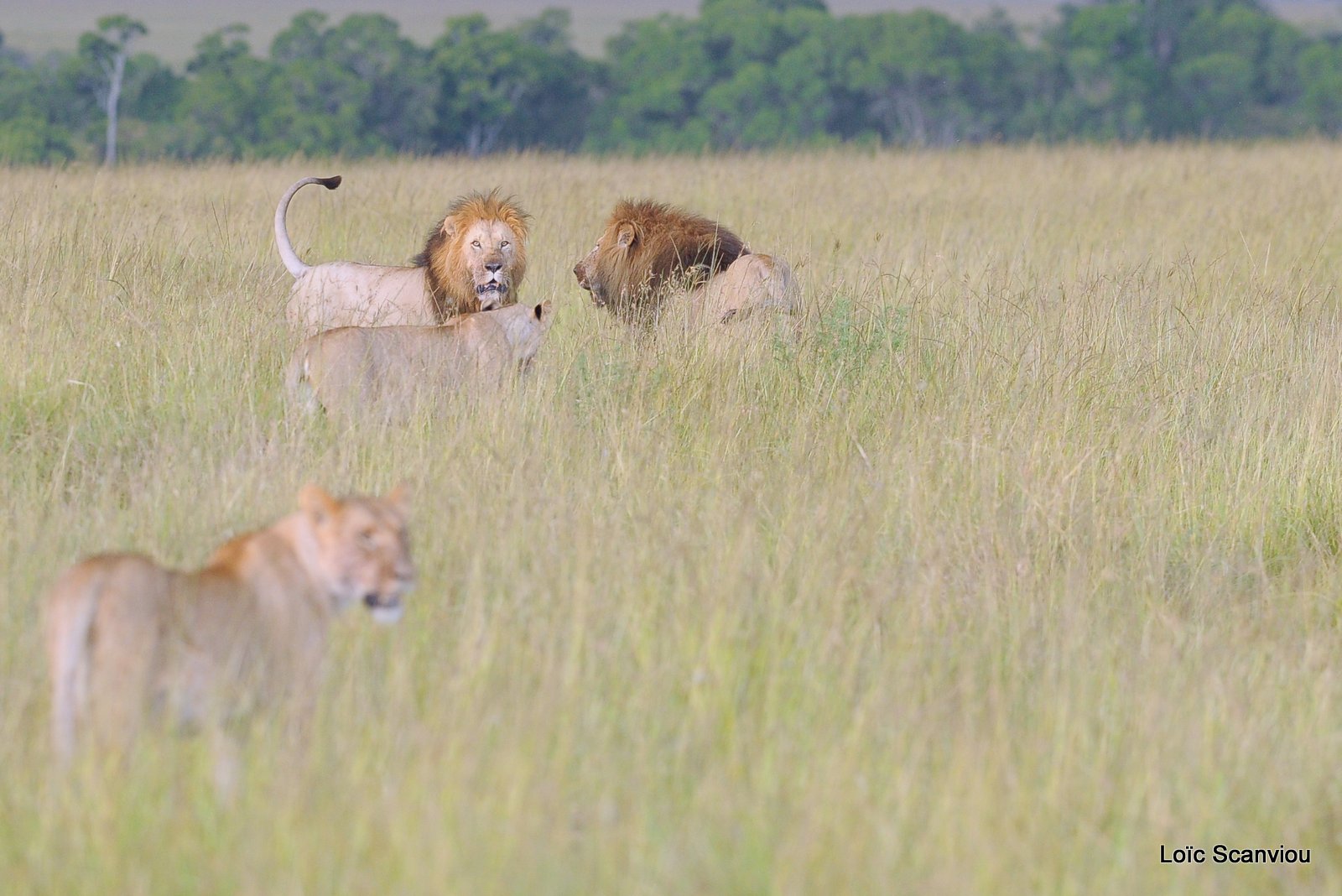Lion (23)