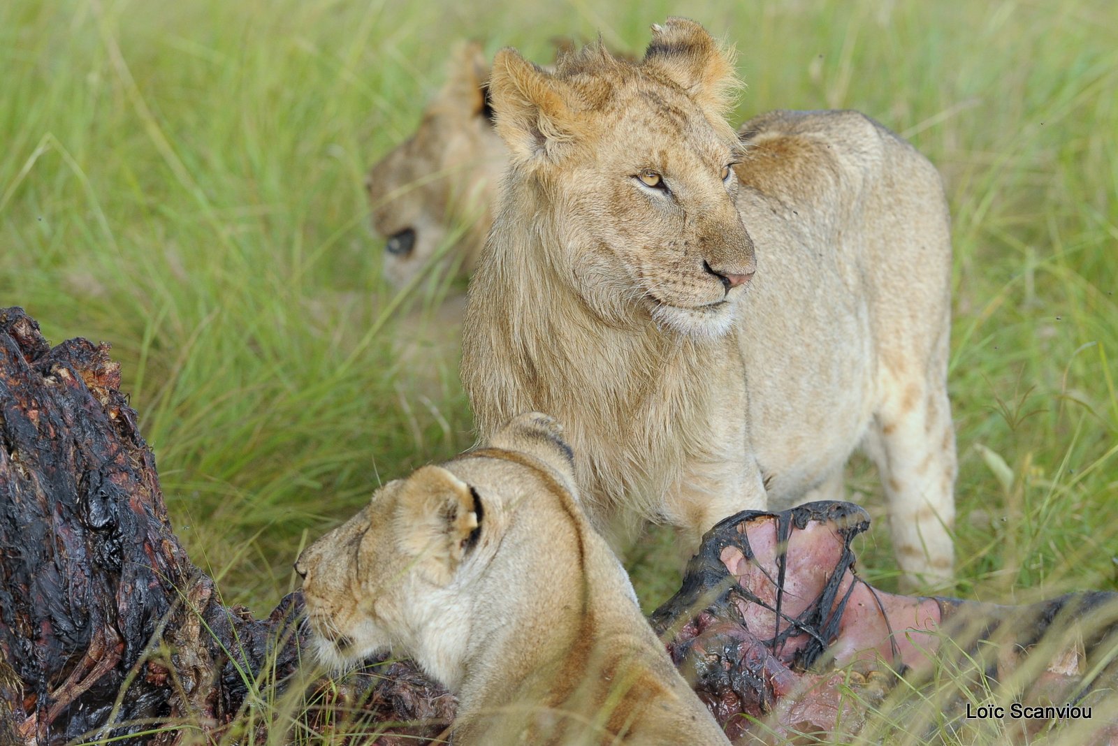 Lion (24)