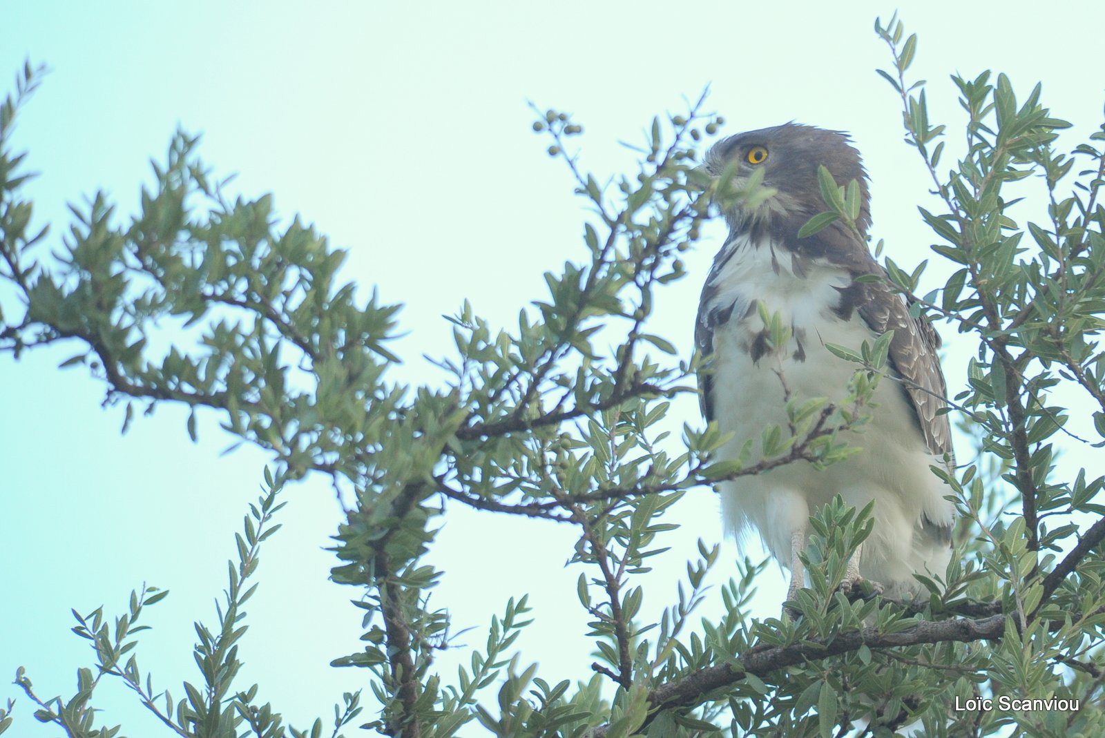 Circaète à poitrine noire/Black-chested Snake-Eagle (1)