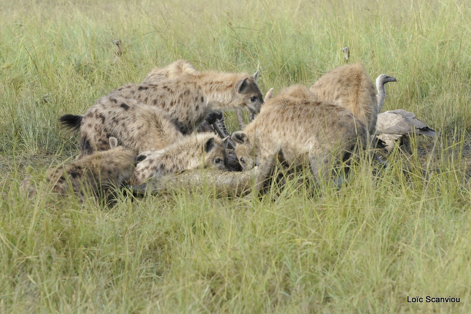Hyène tachetée/Spotted Hyena (4)