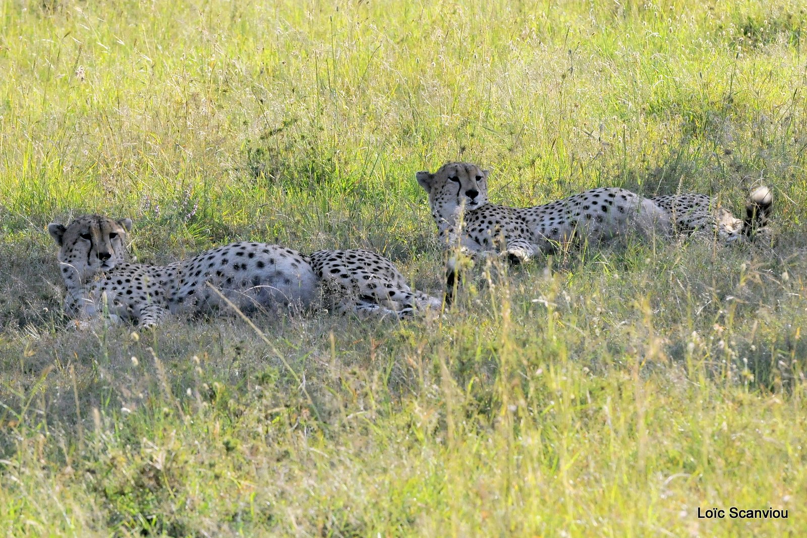 Guépard/Cheetah (2)