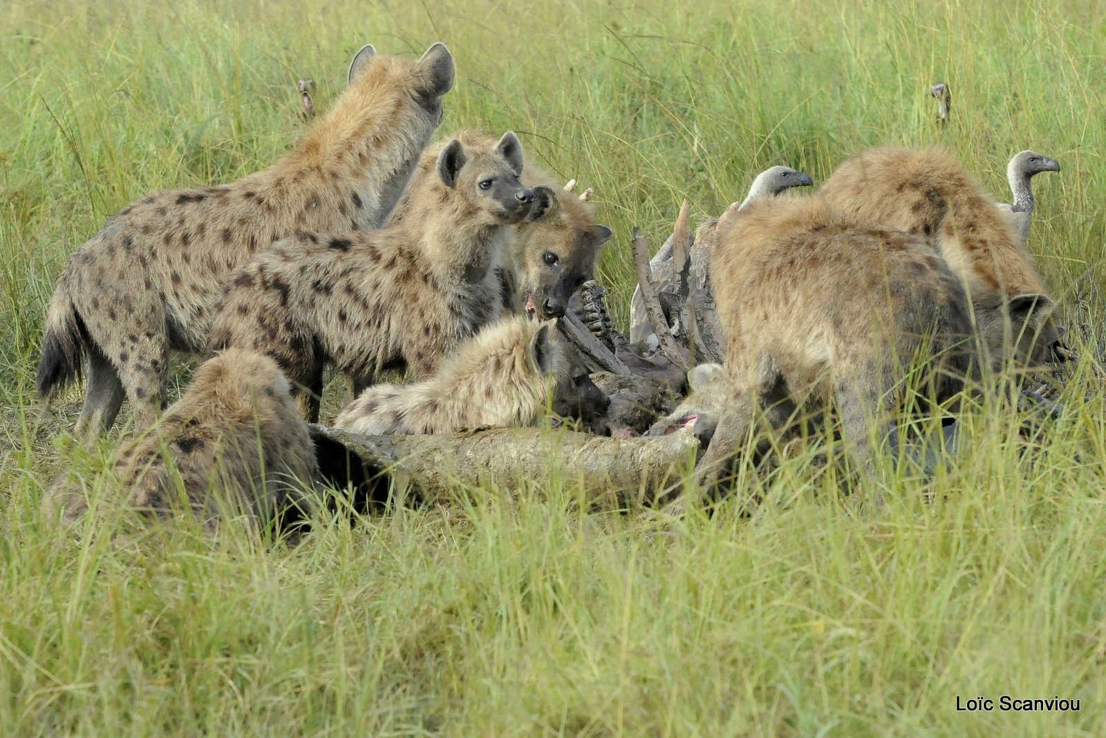Hyène tachetée/Spotted Hyena (5)