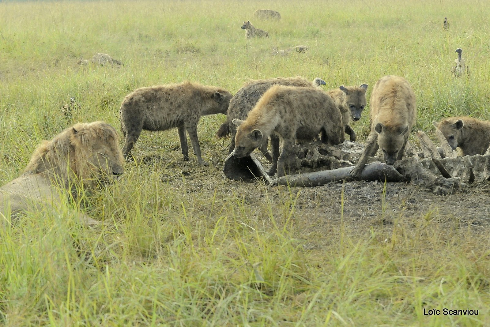 Hyène tachetée/Spotted Hyena (6)