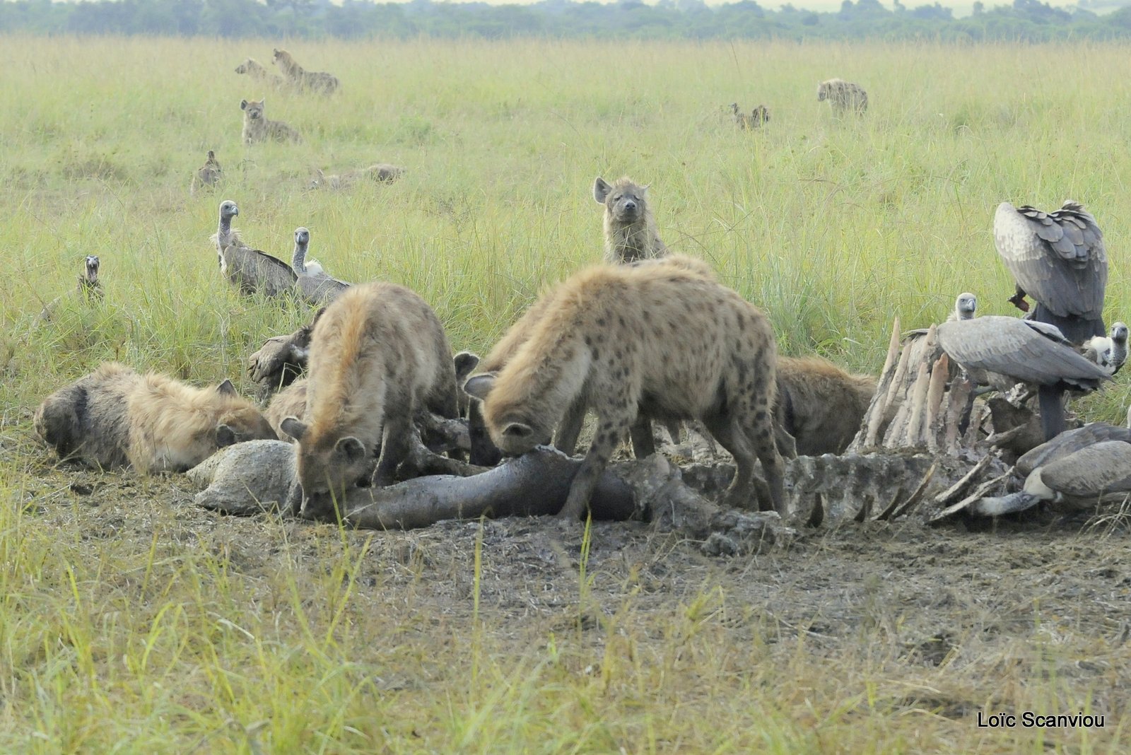 Hyène tachetée/Spotted Hyena (7)
