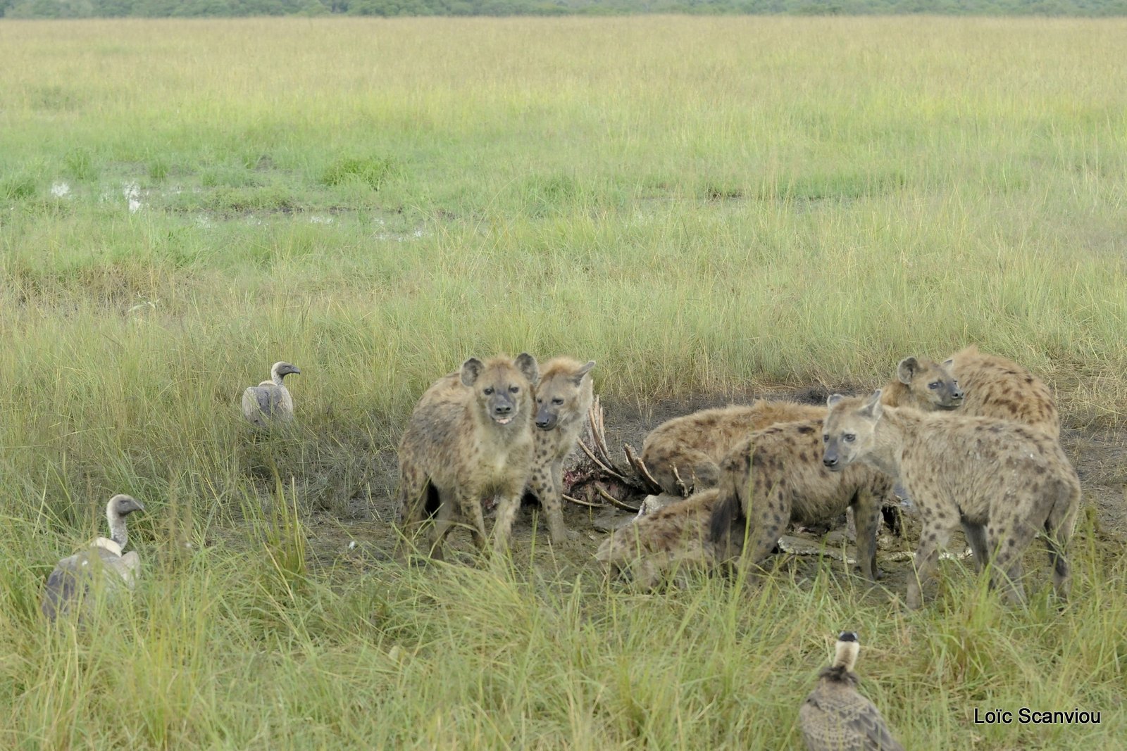 Hyène tachetée/Spotted Hyena (9)