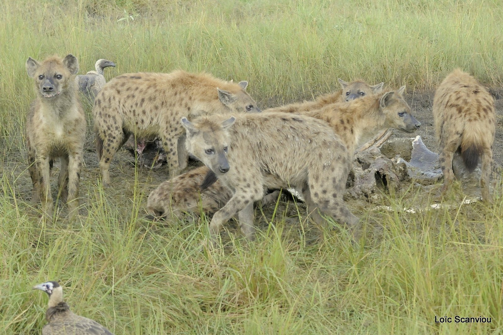 Hyène tachetée/Spotted Hyena (10)