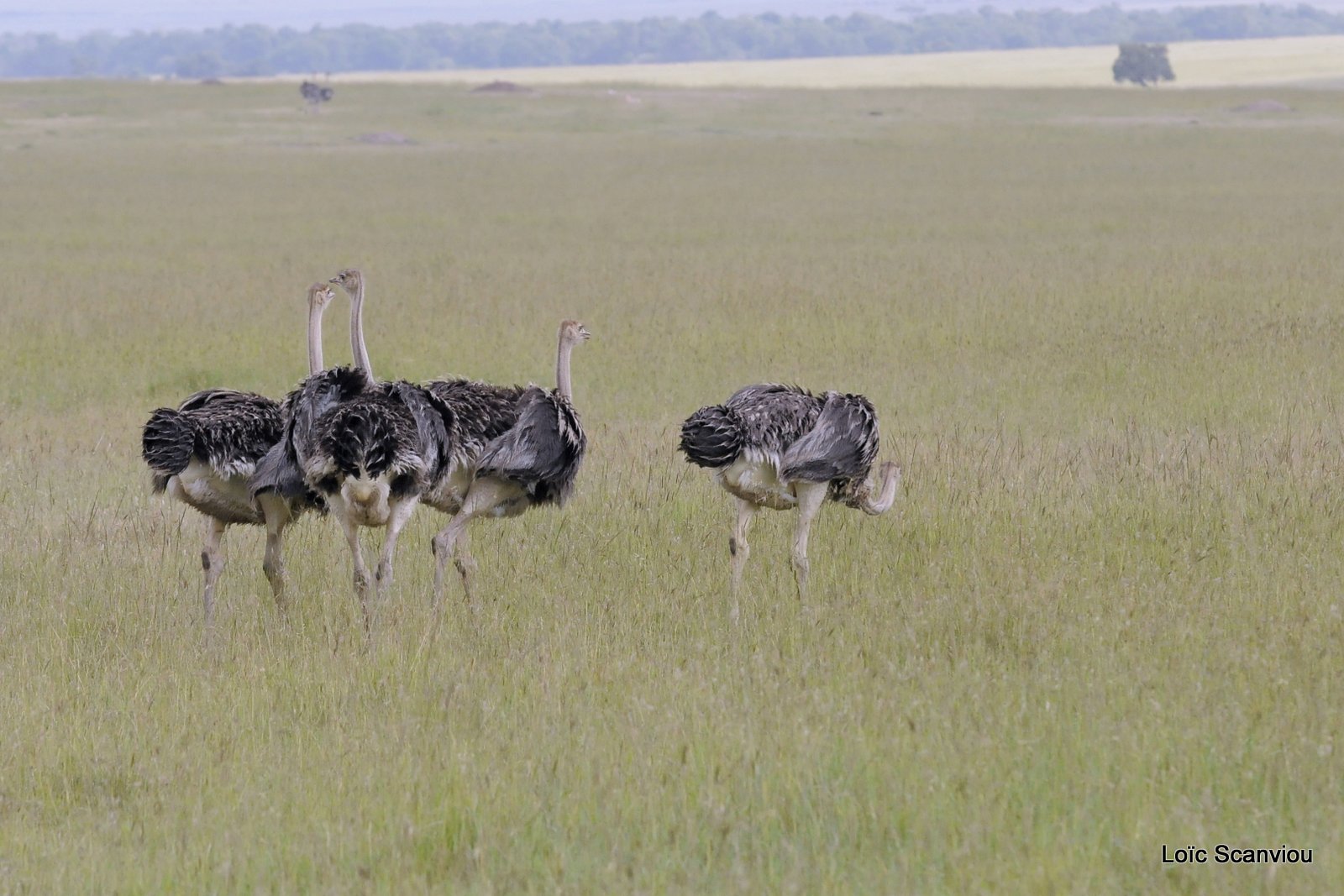 Autruche/Ostrich (5)